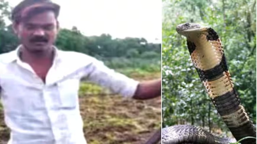 King Cobra Dies : பாம்புபிடி வீரரை கடித்த 'கிங் கோப்ரா' உயிரிழப்பு; என்ன நடந்தது?