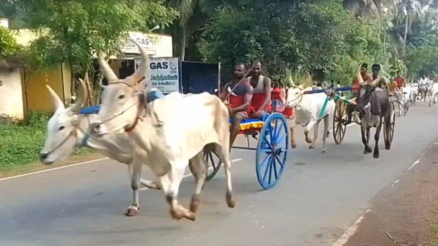 Bullock Cart Race : அரிமளம் மாட்டு வண்டி பந்தயம்; கண்களுக்கு விருந்தளித்த சீறிப்பாயும் மாடுகள்