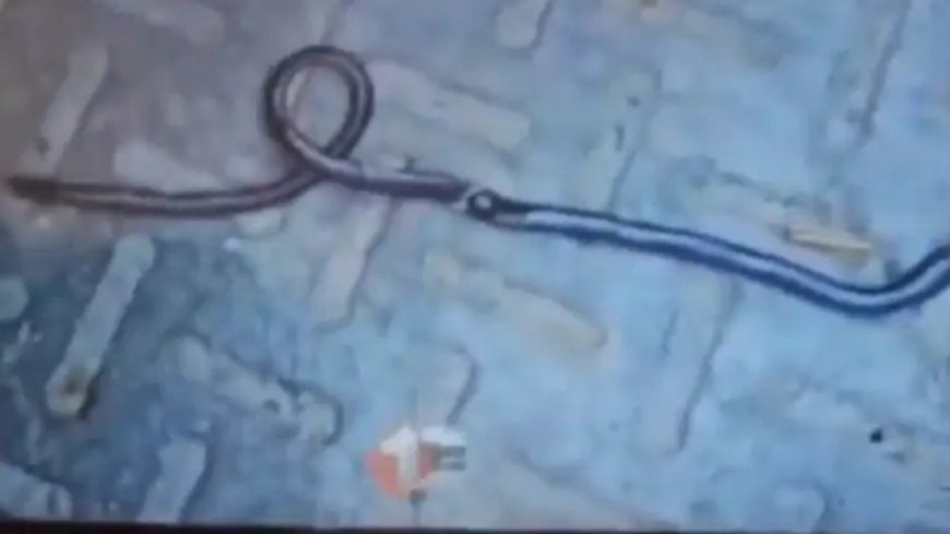 Snake Died : பொம்மை என நினைத்து பாம்பை கடித்த குழந்தை.. பாம்பு உயிரிழப்பு!