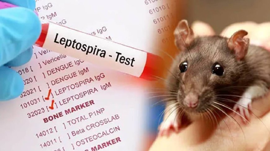 Rat Fever Death in Kerala : எலிக்காய்ச்சல் பரவல்.. 8 மாதங்களில் இத்தனை பேர் உயிரிழப்பா..!!