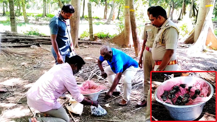 Police Seized Bombs in Theni : 25 நாட்டு வெடிகுண்டுகளை கைப்பற்றிய போலீஸார்.. சமூக விரோத செயல்களில் ஈடுபட திட்டமா?..